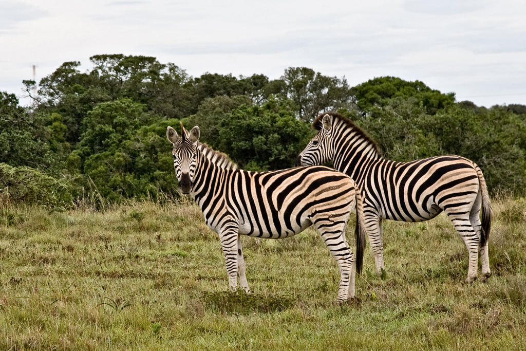 Bush Lodge - Amakhala Game Reserve Exterior foto